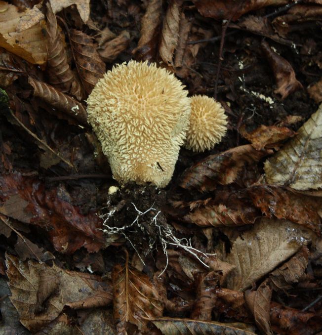 Lycoperdon sp.